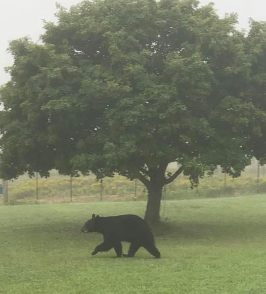Black bear walking in a field in front of a tree