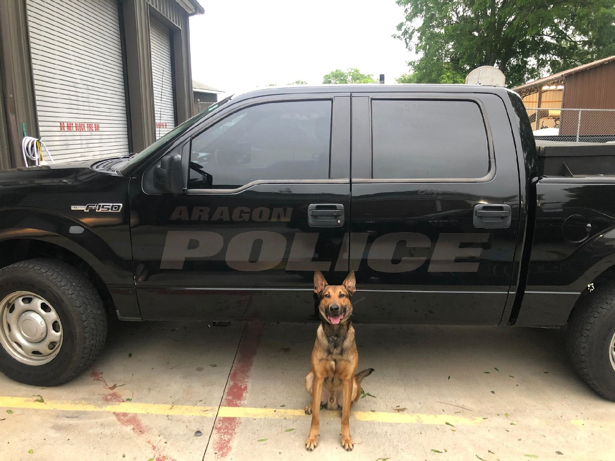 a police dog sitting in front of a black police pickup truck