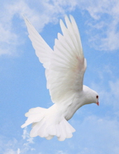 Obitdove