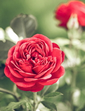 Obituaries