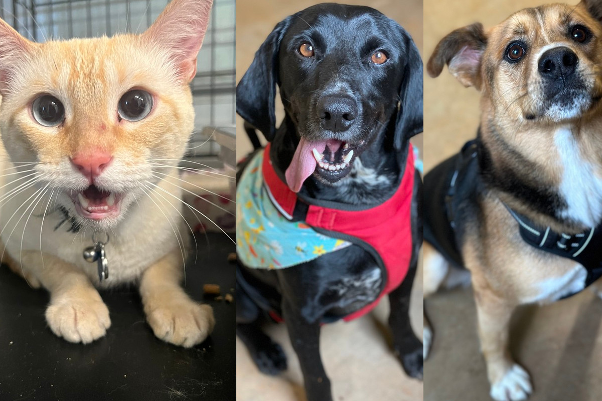 051423 petsofweek