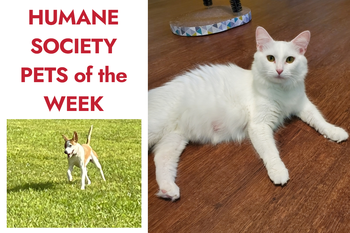 070923 petsofweek