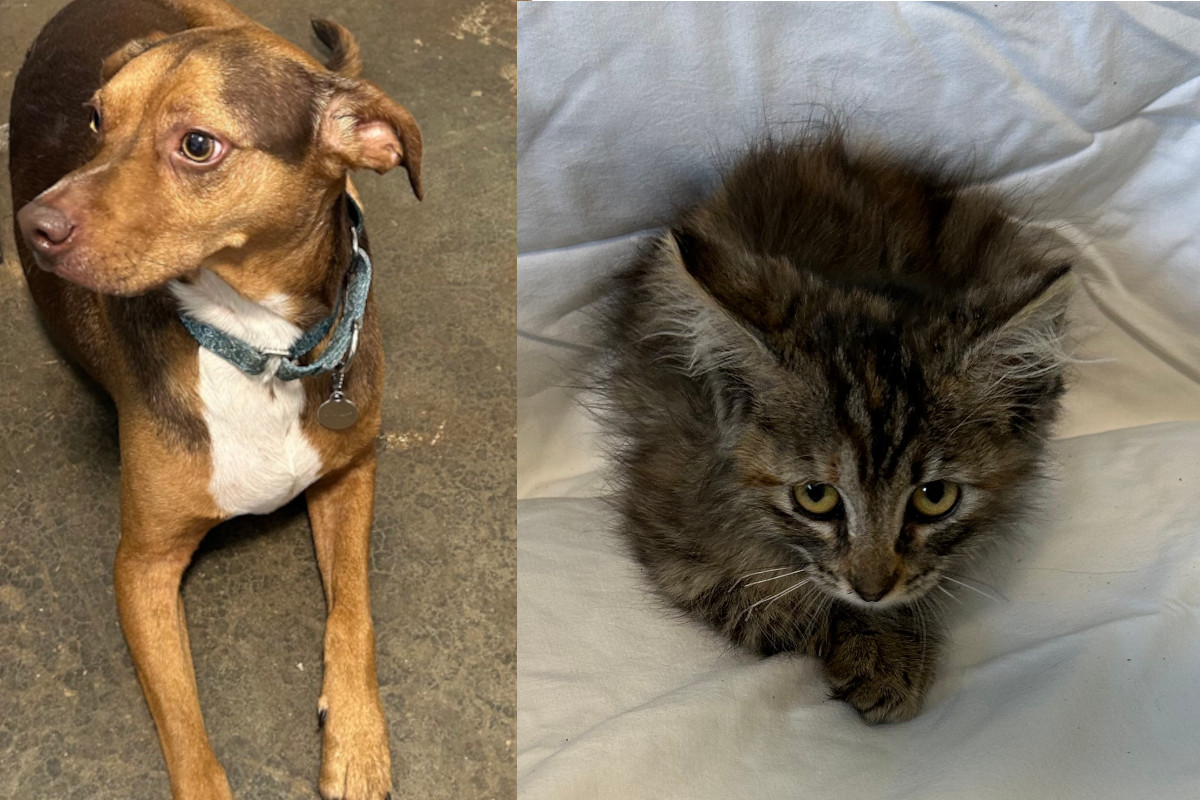 071623 petsofweek