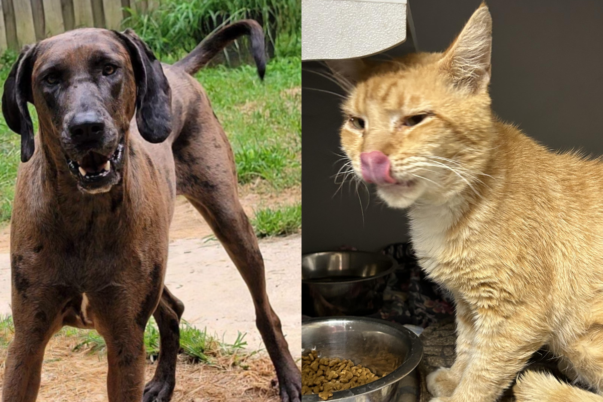 Pets of the week august 13, 2023