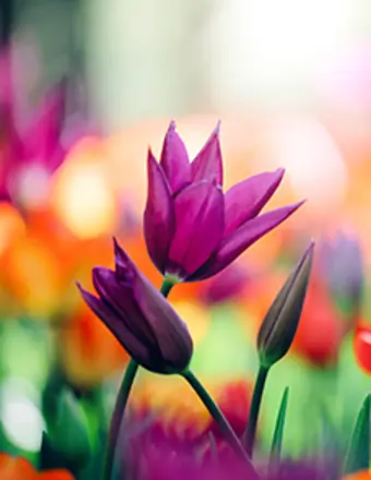 Obituaries