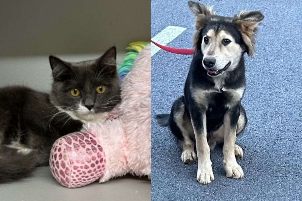 100123 petsofweek