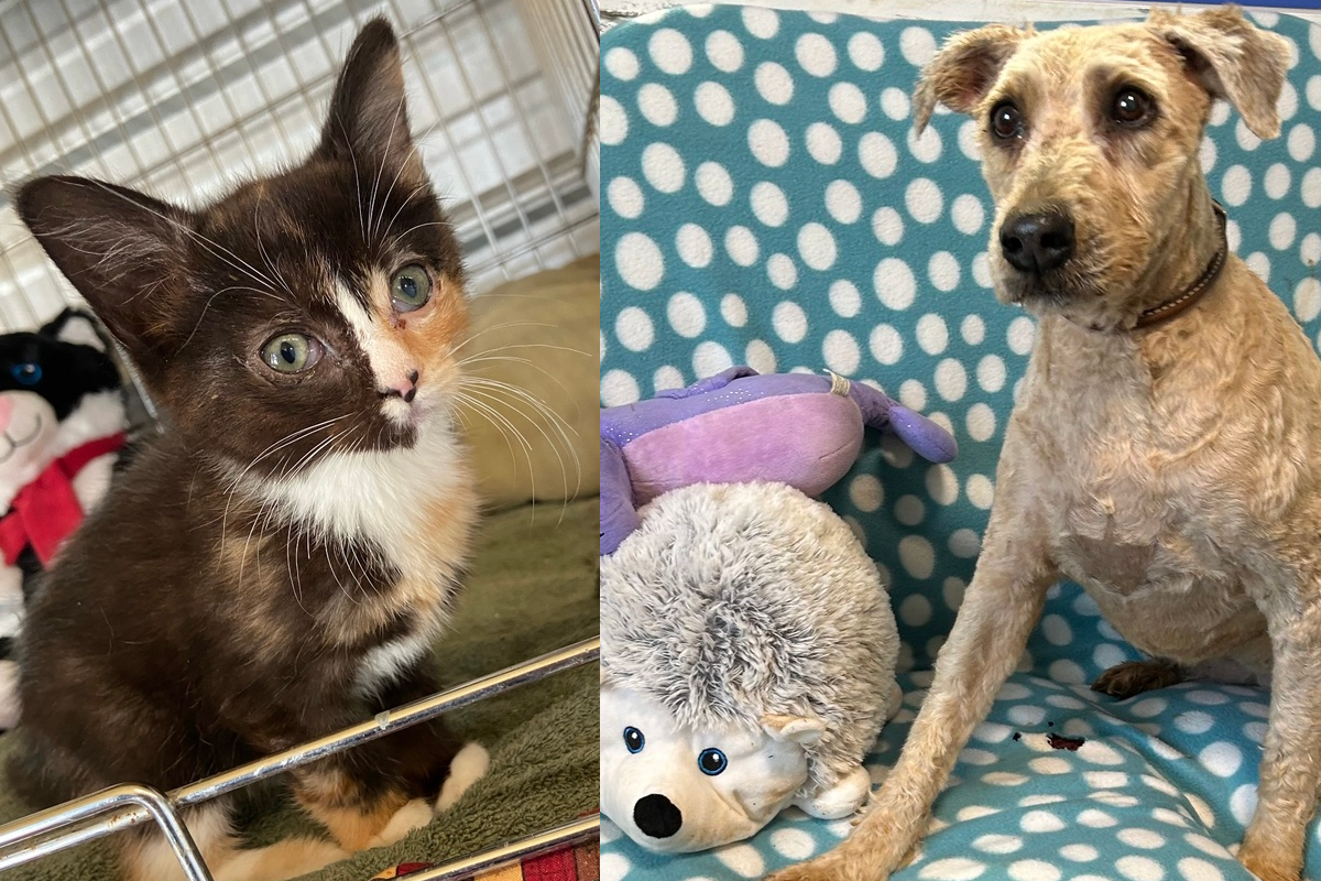 Pets of the week march 10, 2024