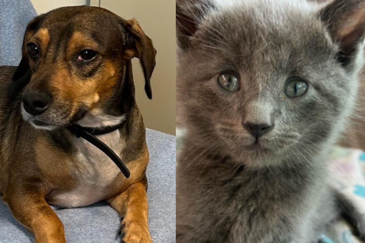 072824 pets